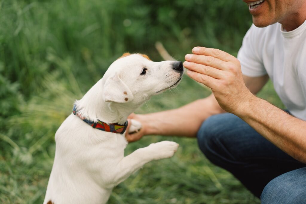 Hundetræning Hvidovre anbefales til ny hvalp