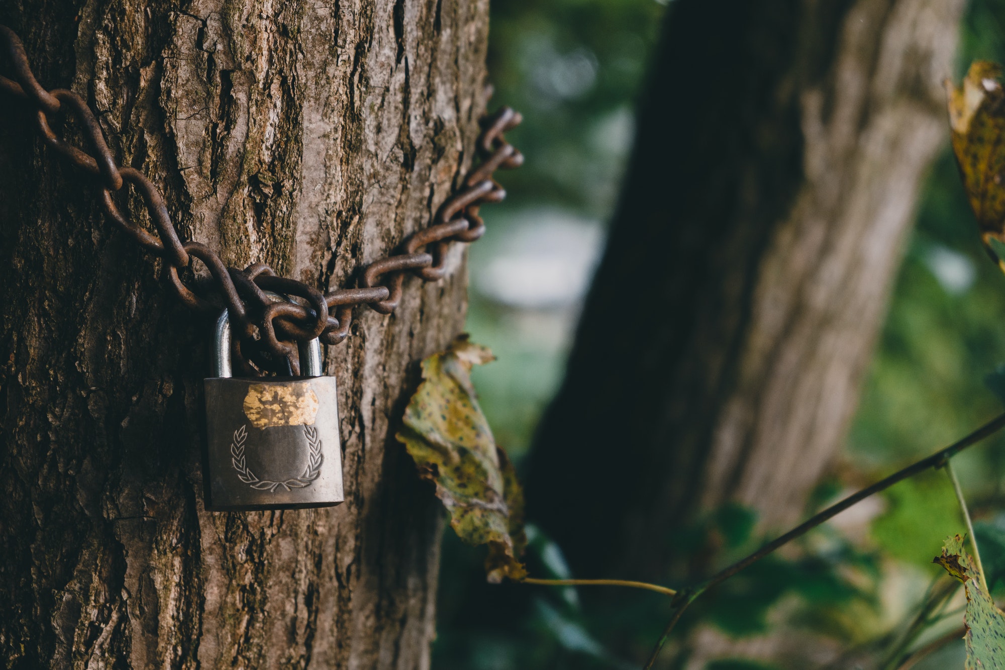 Tree locked with padlock and chain
